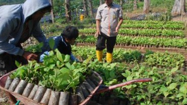 Perhutani Raup Laba Rp121 Miliar Pada Kuartal I/2017