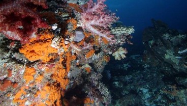 Terumbu Karang Karimunjawa Rusak, DPRD Mengadu ke Kemenko Maritim