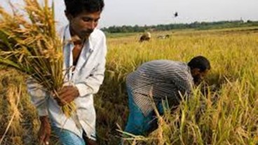 Bangladesh Berpuasa Ramadan Mulai Minggu