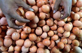 Jaga Harga, Pemerintah Minta Produksi Telur Konsumsi Dibatasi