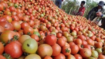 Panen Tiba, Harga Tomat di Sulut Bakal Jinak