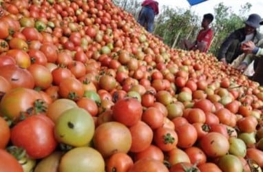 Panen Tiba, Harga Tomat di Sulut Bakal Jinak