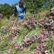 Petani Solok Keluhkan Anjloknya Harga Bawang Merah