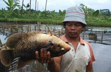 NU Bantu Warga Bantul Kembangkan Budidaya Gurame