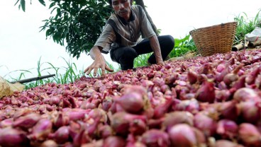 BI Balikpapan Kembangkan Klaster Bawang Merah