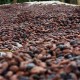 Ekspansi Pengolahan Kakao, BTEK Siapkan Belanja Modal 13 Juta Euro