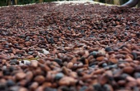 Impor Biji Kakao Diprediksi Meningkat Tahun Ini