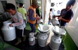 Selama 4 Dasarwarsa Produksi Susu Nasional Stagnan