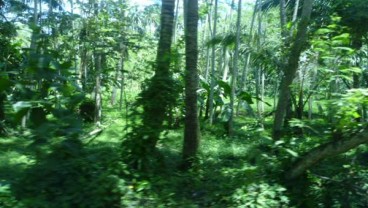 LSM: Gugatan Pengusaha Lemahkan Perlindungan Hutan