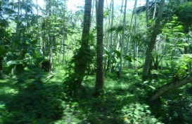 LSM: Gugatan Pengusaha Lemahkan Perlindungan Hutan