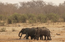 4 Orang Tewas Diinjak-injak Gajah