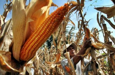 Petani Gorontalo Paling Sejahtera di KTI