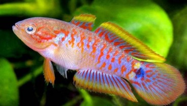 Spesies Baru Ikan Goby Dinamai Marga Lumbantobing