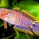 Spesies Baru Ikan Goby Dinamai Marga Lumbantobing