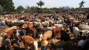 Kepala dan Leher Bengkak, 30 Sapi di Kupang Mati Mendadak