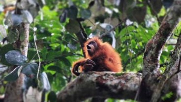 Satu Orangutan Dilepas di Pulau Samboja Lestari