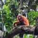 Satu Orangutan Dilepas di Pulau Samboja Lestari