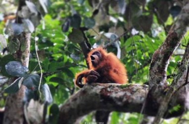 Satu Orangutan Dilepas di Pulau Samboja Lestari