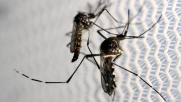 8 Orang Terinfeksi Virus Zika di Singapura