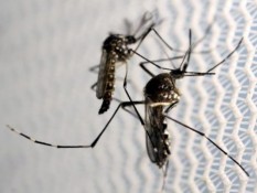 8 Orang Terinfeksi Virus Zika di Singapura