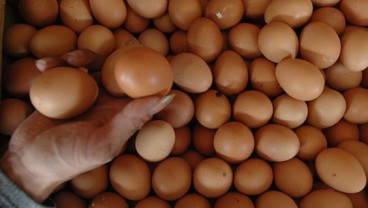 Ini Dia Alasan Mengapa Sarapan Telur Baik bagi Anak