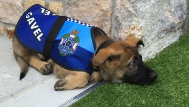 Seekor Anjing Polisi Dipecat karena Hal Ini