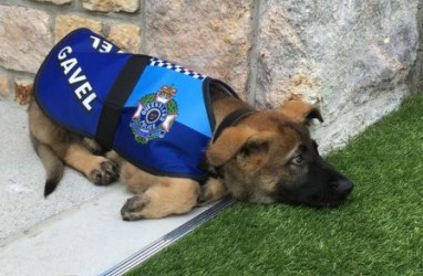 Seekor Anjing Polisi Dipecat karena Hal Ini