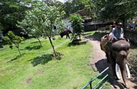 Libur Lebaran 2017 : Gembira Loka Datangkan Kuda Poni dari Jawa Timur