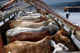 Truk Pengangkut Sapi Impor di Tanjung Priok Dipasangi…