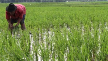 1.000 Ha Lahan Pertanian di Gorontalo Terancamn Puso