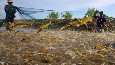 Perindo Panen Udang Perdana di Luar Jawa