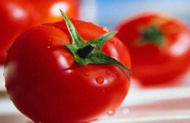 Menurut Anda, Tomat Sayur atau Buah?