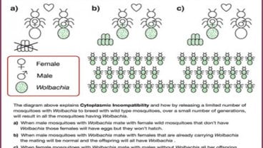 Bakteri Wolbachia, Solusi Atasi Demam Berdarah Dengue Aedes Aegypti