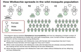 Bakteri Wolbachia, Solusi Atasi Demam Berdarah Dengue Aedes Aegypti