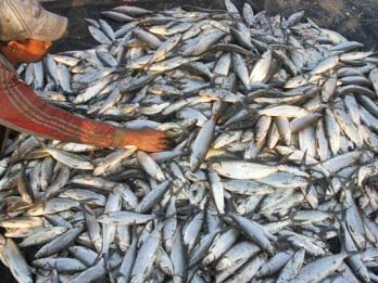 Stok Ikan Lestari Naik, Dua Wilayah Ini Malah Turun