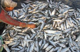 Stok Ikan Lestari Naik, Dua Wilayah Ini Malah Turun