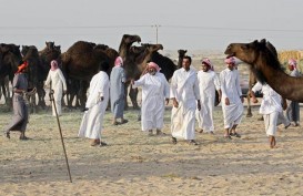 QATAR KRISIS DIPLOMATIK : Arab Larang Unta dan Domba Lewati Perbatasan