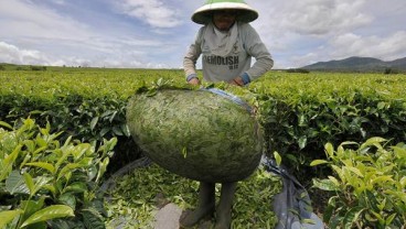 Buka Peluang Impor Teh dari Negara Berkembang, Siapa Importir Teh Terbesar Inggris?