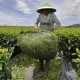 Buka Peluang Impor Teh dari Negara Berkembang, Siapa Importir Teh Terbesar Inggris?