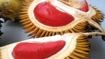 Mencicipi Spikoe, Durian Kekinian dari Sidoarjo