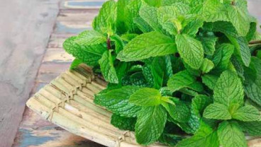 Ini Cara Menurunkan Berat Badan dengan Daun Pudina
