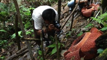 Pengunjung Kecewa Bunga Rafflesia Dilapisi Cat Oleh Pengelola Taman Nasional