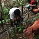 Pengunjung Kecewa Bunga Rafflesia Dilapisi Cat Oleh Pengelola Taman Nasional