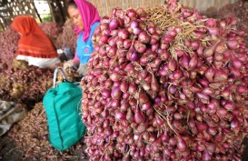 Pasokan Terbatas, Harga Bawang Merah Naik Lagi