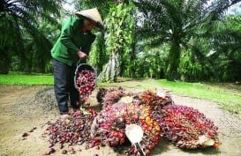 India Berencana Naikkan Pajak Impor Minyak Nabati