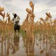 Kesejahteraan Petani Sulut Tergerus