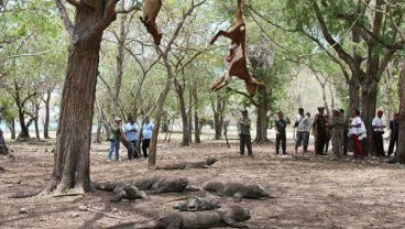 Pulau Komodo Masuk 10 Besar Destinasi Favorit, Wapres JK Pesan Jaga Kebersihan