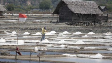 Harga Garam Melambung, Petambak Tanam Lebih Awal