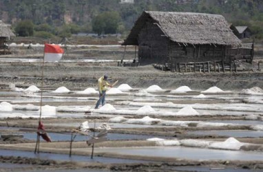 Harga Garam Melambung, Petambak Tanam Lebih Awal