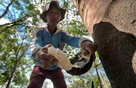 Karet Indonesia Jadi Primadona di Argentina